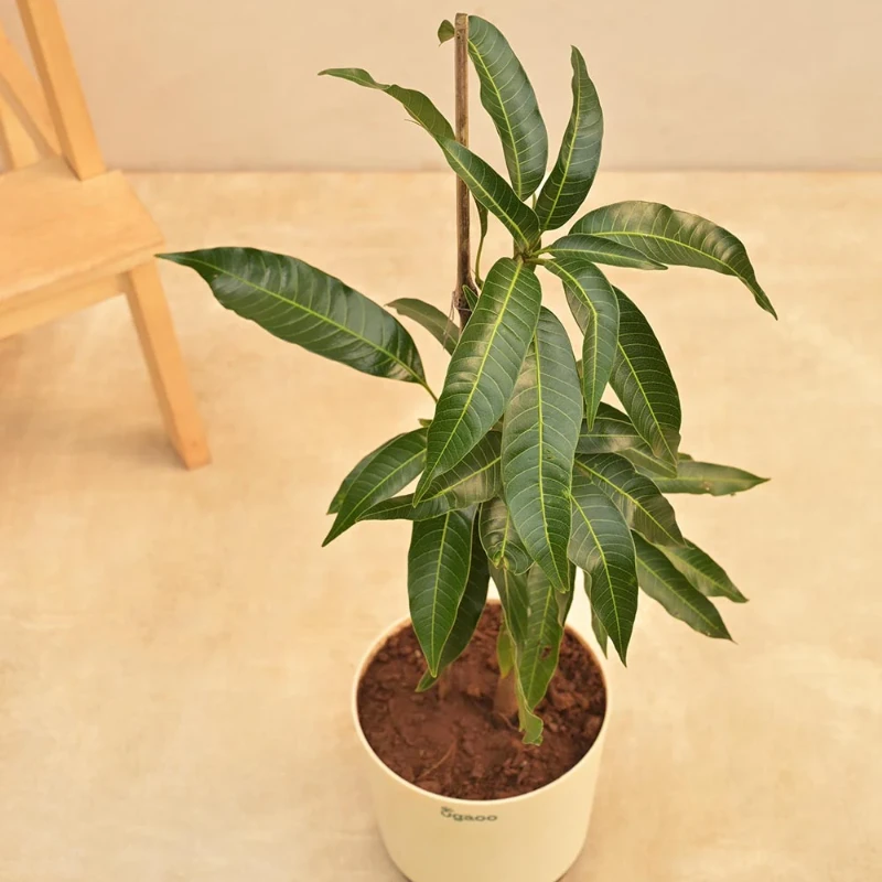 Kesar Mango Plant